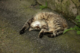 Portrait of grey wild sleeping cat