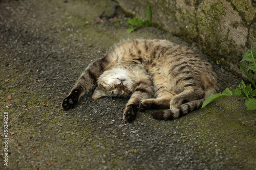 Portrait of grey wild sleeping cat © olena