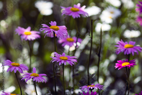 pink flowers on a flowerbed against a bokeh background