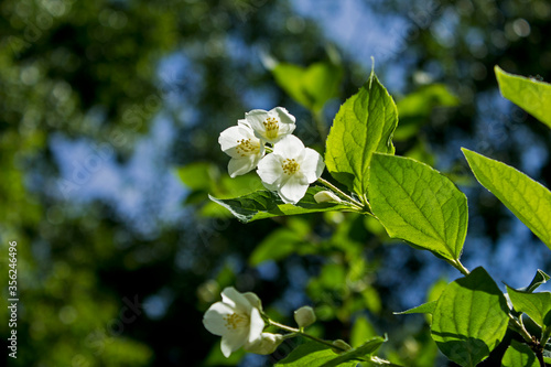 white jasmine flowers on a background of green and blue bokeh