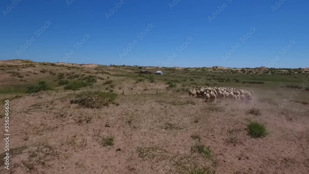 Sheeps running in herd on a beautiful Inner Mongolia plain Sheeps running in herd on a beautiful Inner Mongolia plain