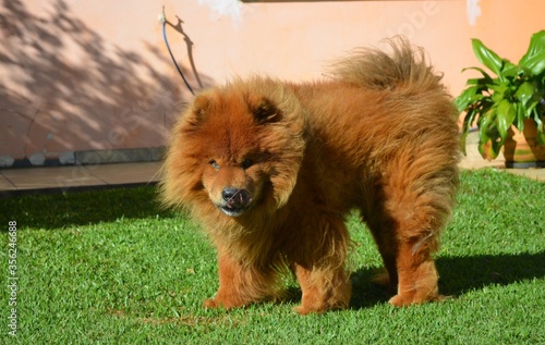 Konstfotografi cachorro