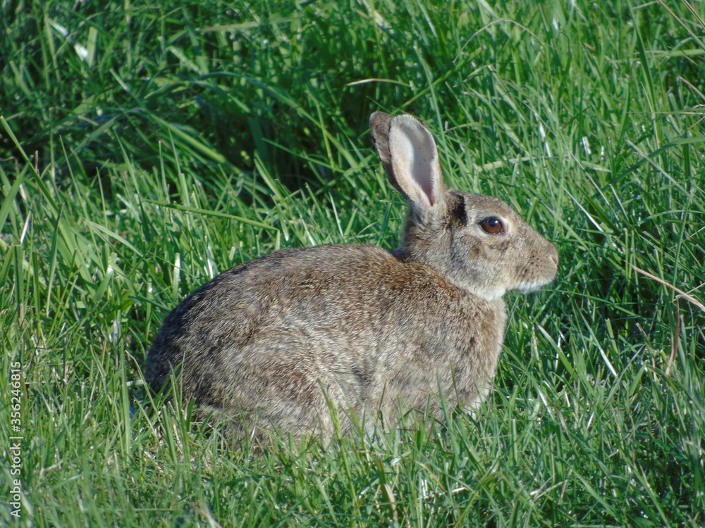 Fototapeta premium Lapin dans un champs
