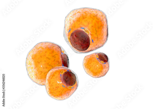 Foto Fat Cells from adipose tissue