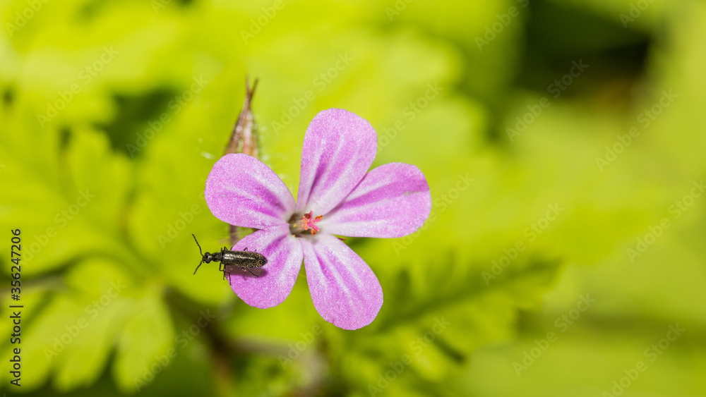 Fototapeta premium Käfer auf Lila Blume