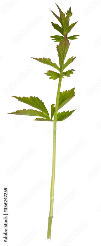 Fototapeta premium Beautiful decorative floral, green leaf.