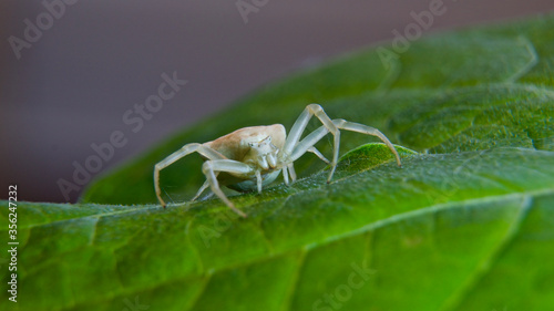 Cornered crab spider. White crab spider on the leaf. (Thomisus onustus)