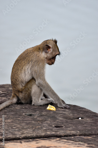 Mono de perfil en Camboya
