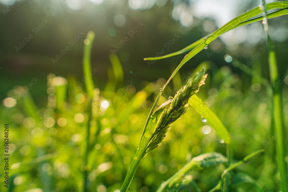 Grass with drops of rossa in early summer Grass with drops of rossa in early summer