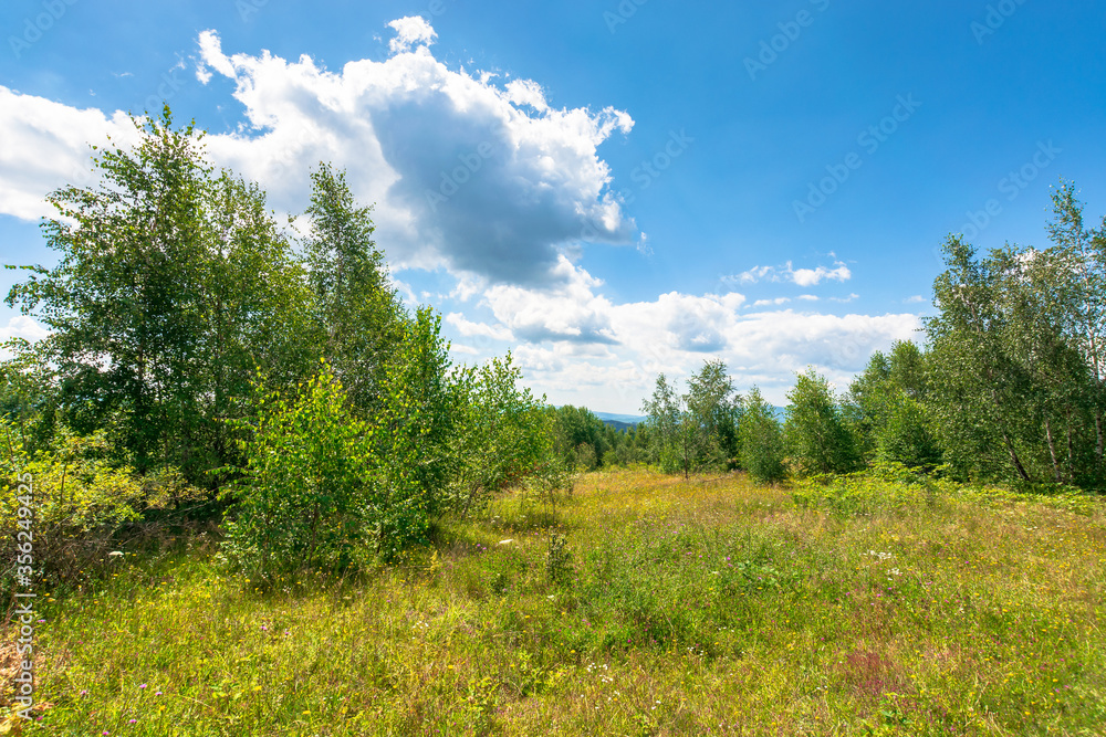 forest on the hillside meadow. beautiful countryside nature scenery. range of trees beneath a blue sky with fluffy clouds. sunny day in mountains forest on the hillside meadow. beautiful countryside nature scenery. range of trees beneath a blue sky with fluffy clouds. sunny day in mountains