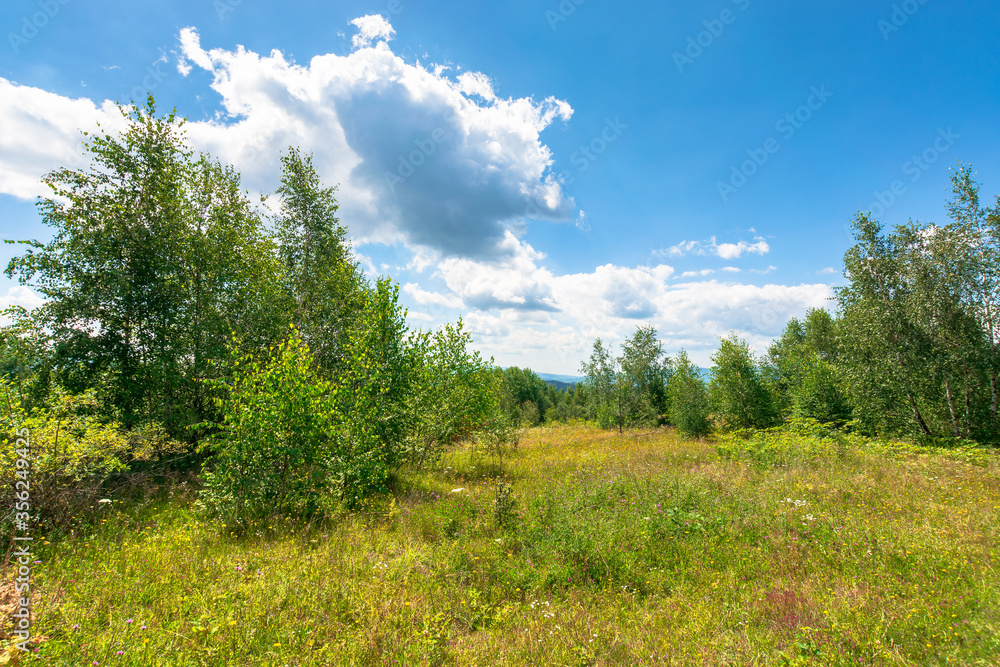 forest on the hillside meadow. beautiful countryside nature scenery. range of trees beneath a blue sky with fluffy clouds. sunny day in mountains