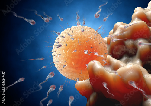 Φωτογραφία Spermatozoons, sperm, floating to ovule