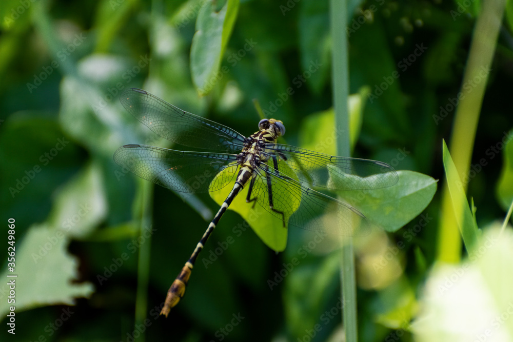 Closeup of Common Sanddragon on leaf Closeup of Common Sanddragon on leaf