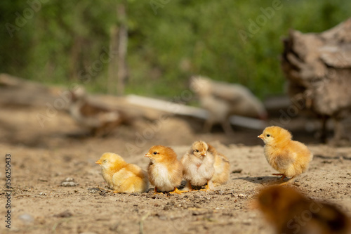 portrait of Easter little fluffy chickens walking in the yard on the farm yard on a Sunny spring day © volody10