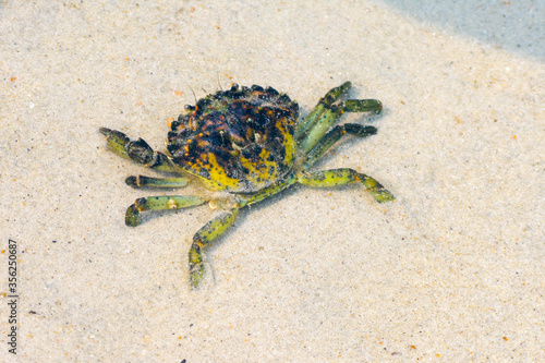 Close up of a green crab on the beach during low tide