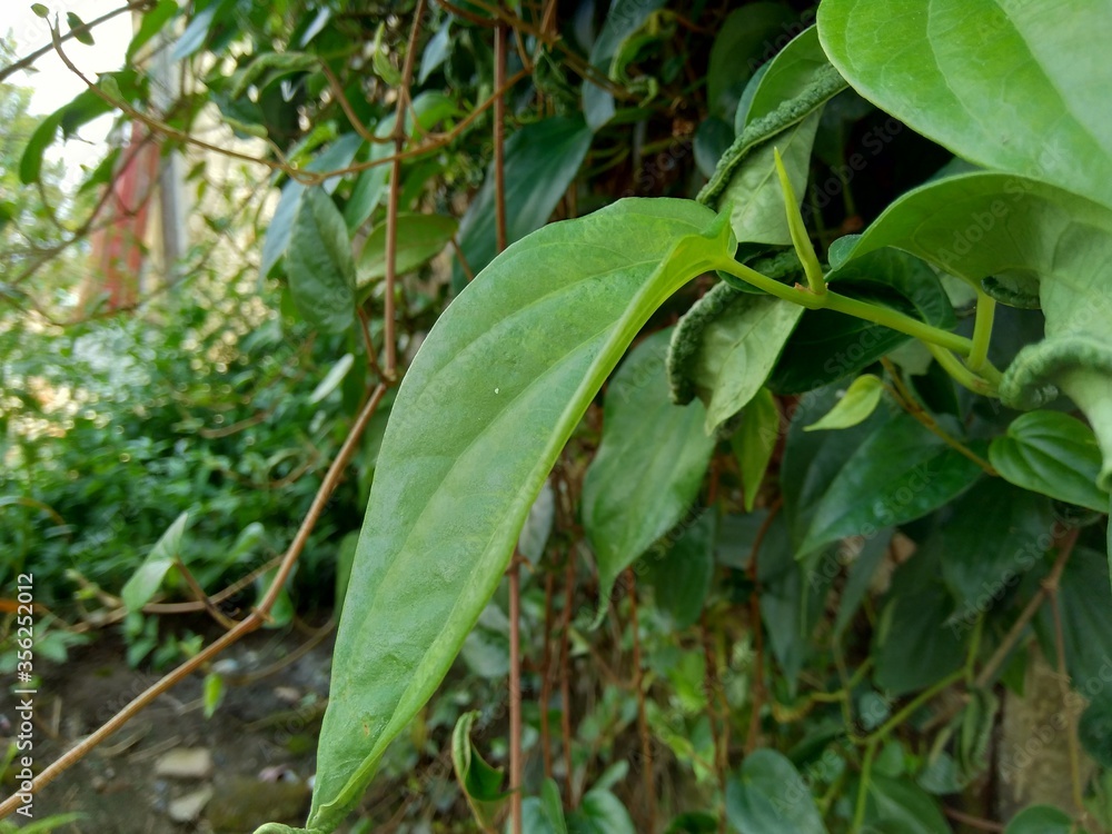 Close up betel (Piper betle) with natural background. Betel leaf is mostly consumed in Asia, as betel quid or in paan, with areca nut and tobacco Close up betel (Piper betle) with natural background. Betel leaf is mostly consumed in Asia, as betel quid or in paan, with areca nut and tobacco