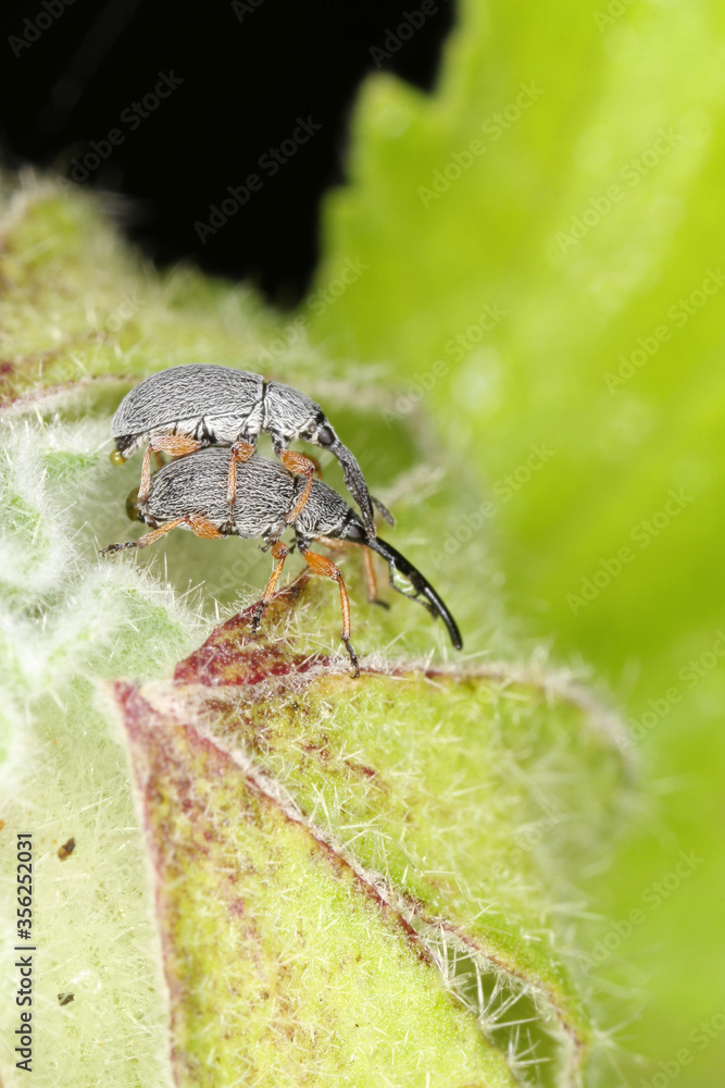 Copulating pair of hollyhock weevil (Rhopalapion longirostre) on ...