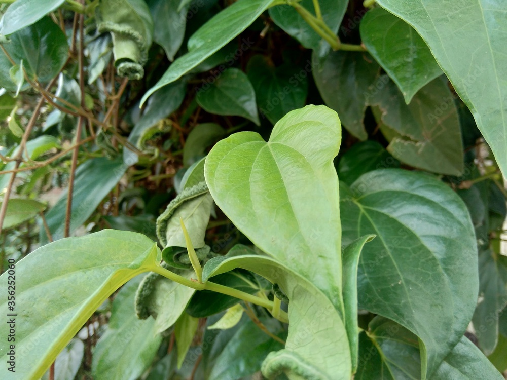 Close up betel (Piper betle) with natural background. Betel leaf is mostly consumed in Asia, as betel quid or in paan, with areca nut and tobacco Close up betel (Piper betle) with natural background. Betel leaf is mostly consumed in Asia, as betel quid or in paan, with areca nut and tobacco