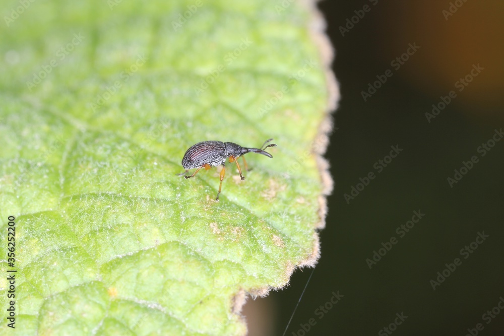 Copulating pair of hollyhock weevil (Rhopalapion longirostre) on ...