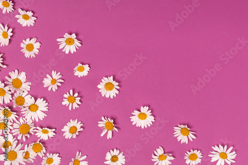 flower background with chamomile flowers on a pink background with copy space