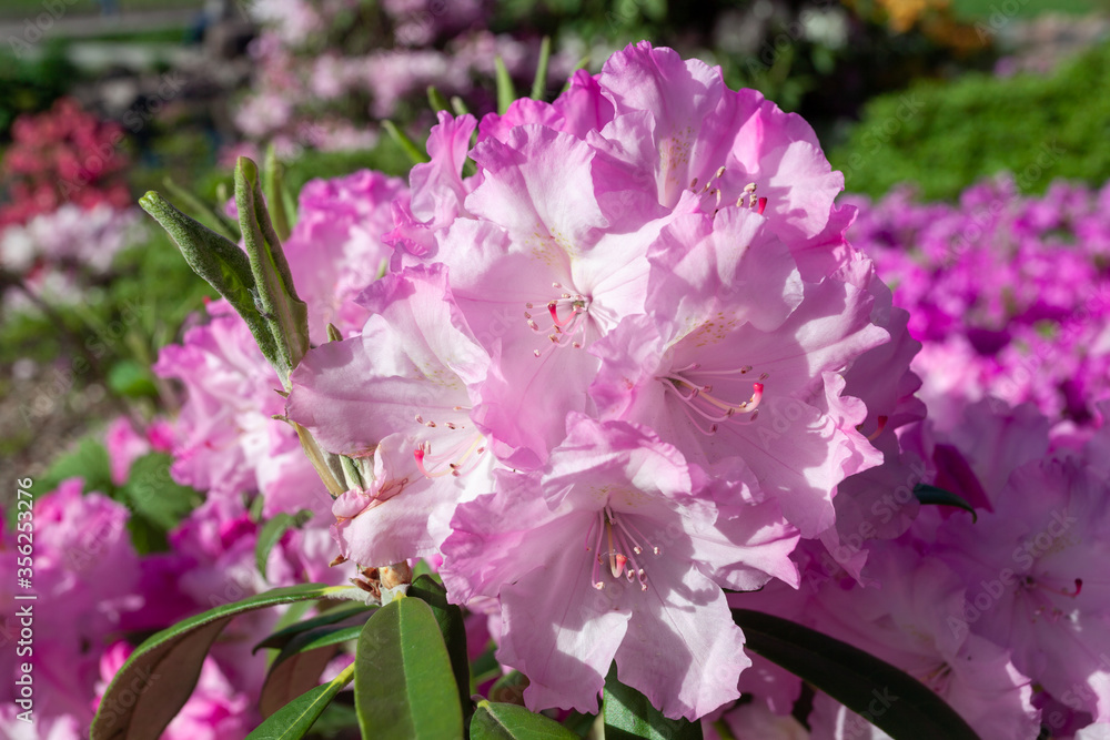 Blooming pink rhododendrons close-up in the garden. Blooming pink rhododendrons close-up in the garden.