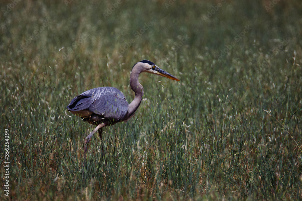 Fototapeta premium Great blue heron