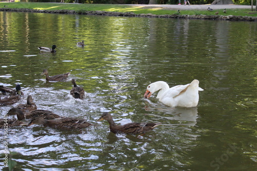 ducks in the lake with a swan, that take the food 