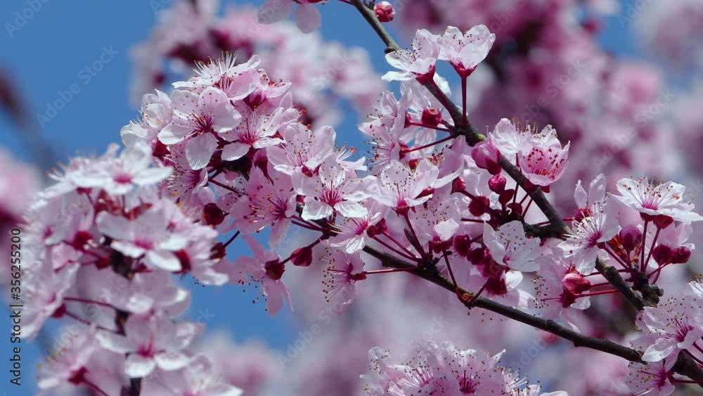 CU Japanese cherry tree in spring / Remich, Canton of Remich, Luxembourg CU Japanese cherry tree in spring / Remich, Canton of Remich, Luxembourg