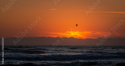 Bird in sunset on the beach