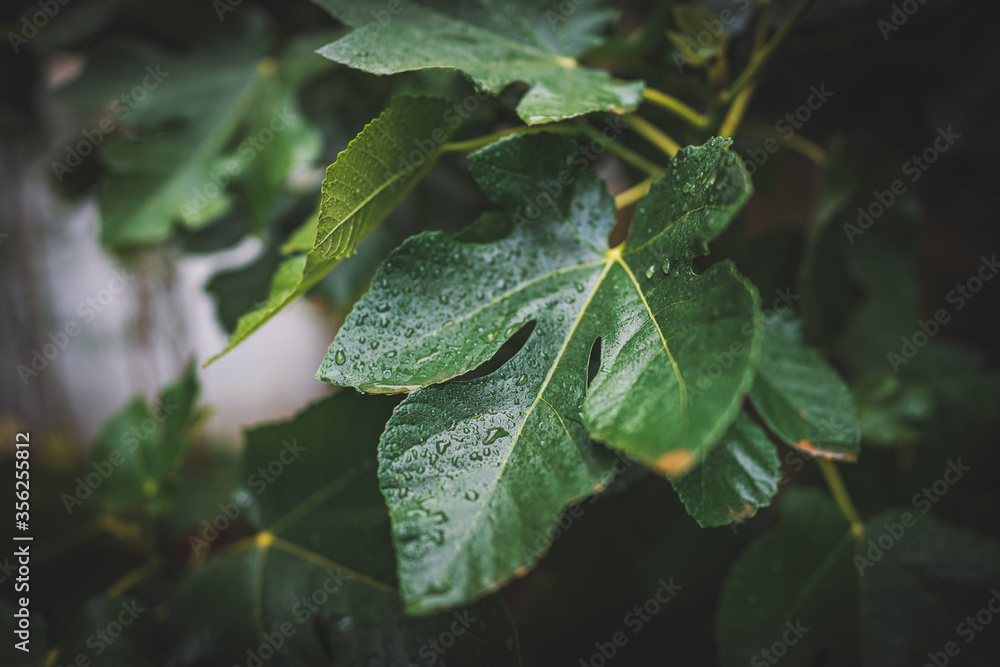 Raindrops on the leaves of a tree Raindrops on the leaves of a tree