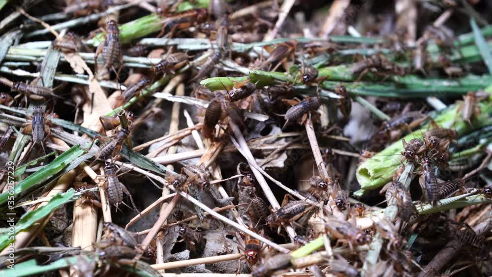 Many crickets in a insect farm in Dalat, Vietnam, close up Many crickets in a insect farm in Dalat, Vietnam, close up