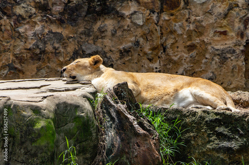 Fototapeta Naklejka Na Ścianę i Meble -  Una leona duerme profundamente en el zoo