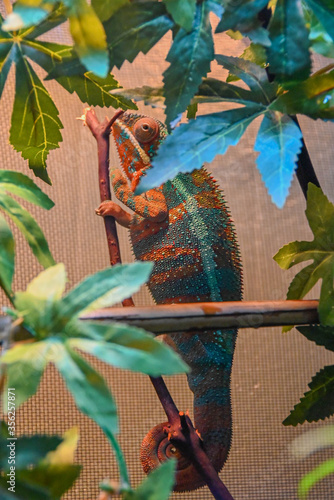 chameleon