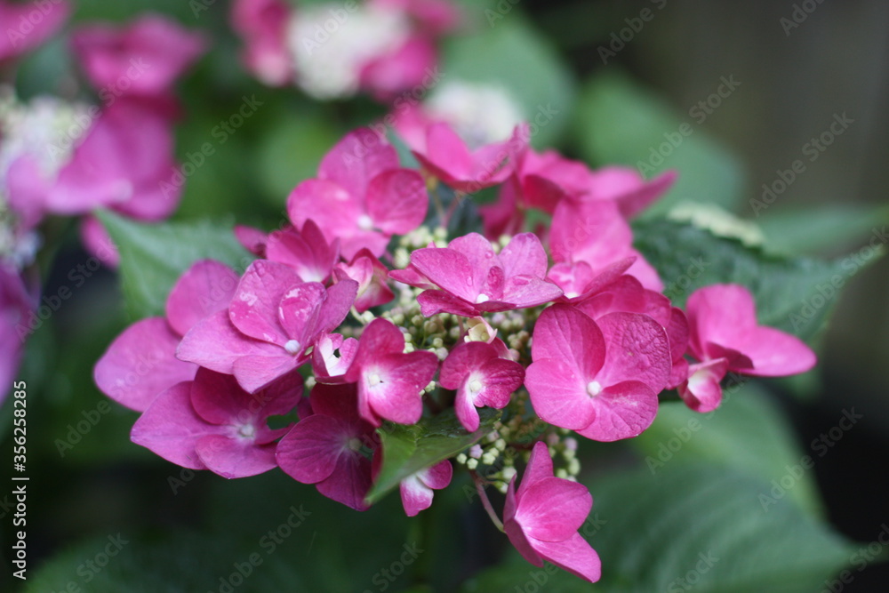 close up of a pink hydrangea close up of a pink hydrangea