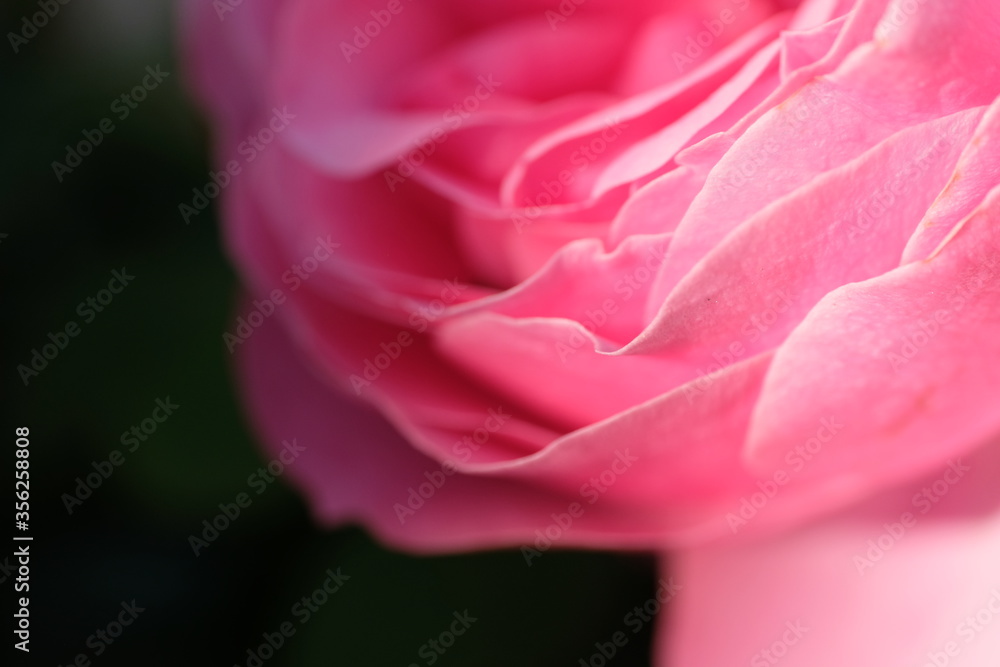 Englische Rose close up makro pink weich traumhaft wunderschön