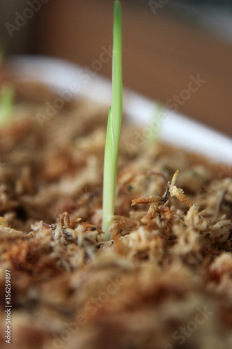 Closeup of healthy green bulb leaves and stalks in a pot surrounded by moss