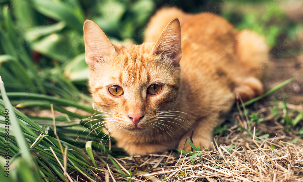 Portrait beautiful red orange tabby cat lies in green grass and plants in summer garden. Closeup