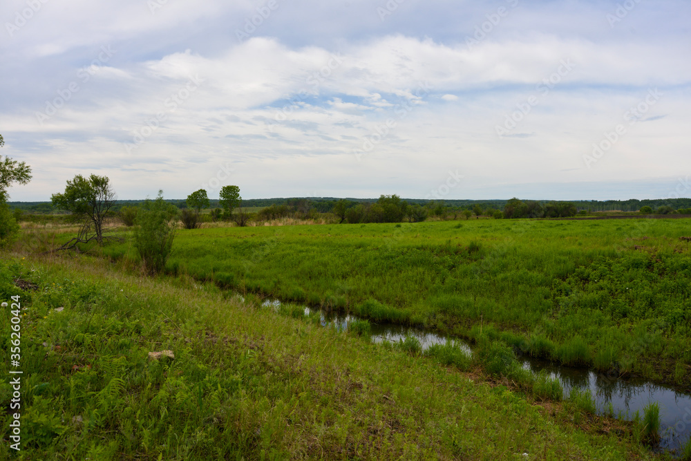 Field with a stream in summer
