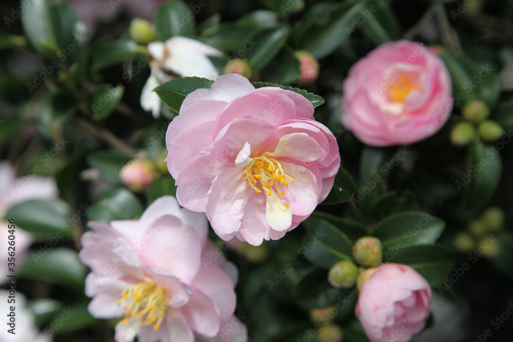 Beautiful pink and white Camellia flowers surrounded by green leaves