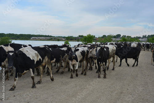 herd of cows © Marina