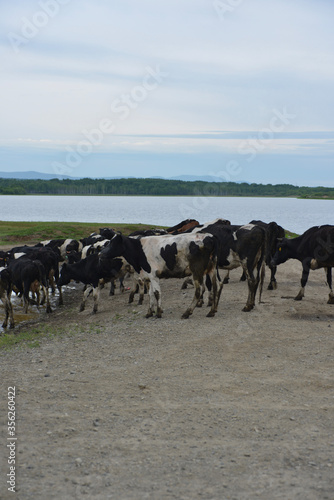 cows on the beach