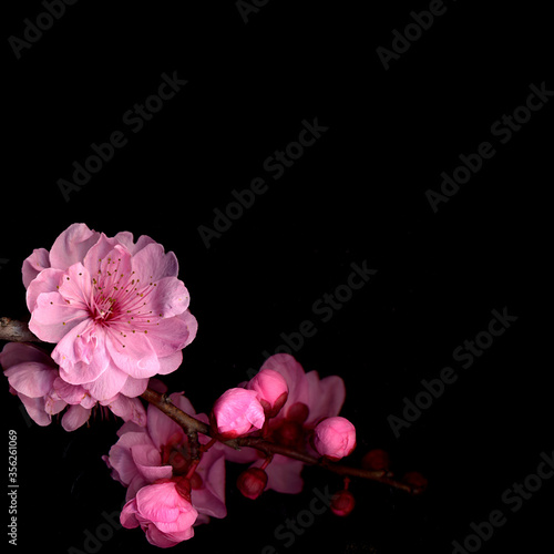 cherry blossom on black with reflection