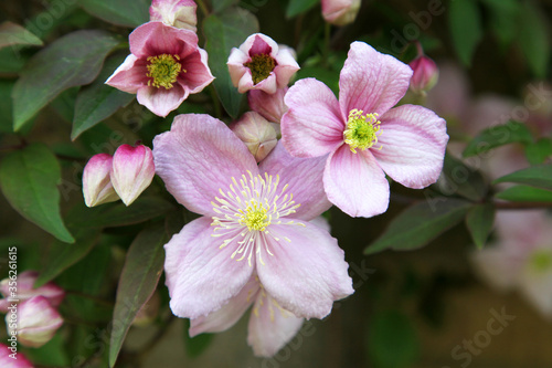 closeup of montana clematis surrounded by leaves