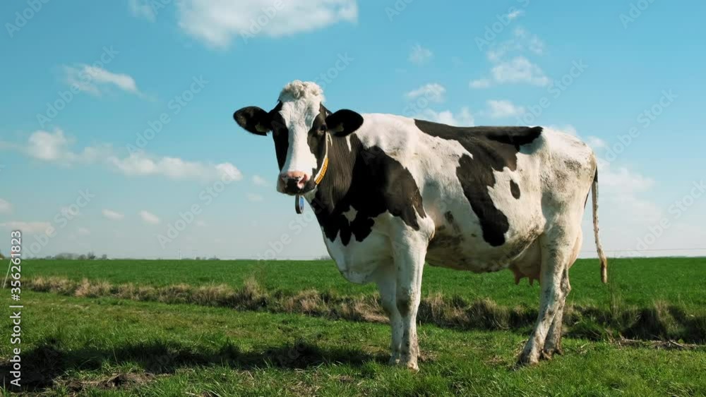 MS Cow in pasture / Wyns, Friesland, Netherlands MS Cow in pasture / Wyns, Friesland, Netherlands