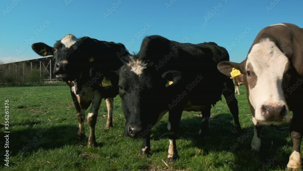 MS PAN Cows in pasture / Wyns, Friesland, Netherlands MS PAN Cows in pasture / Wyns, Friesland, Netherlands