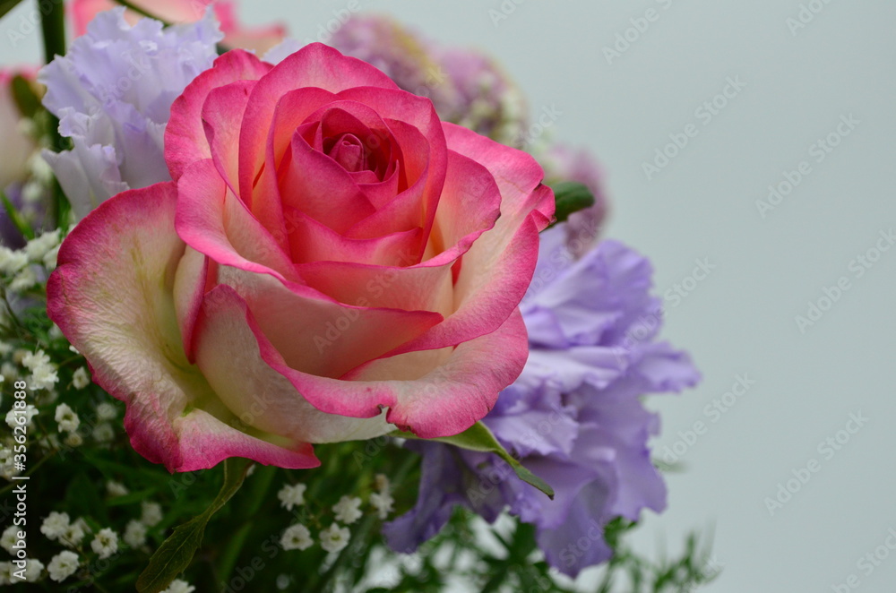 Obraz premium Rosen - Blüte