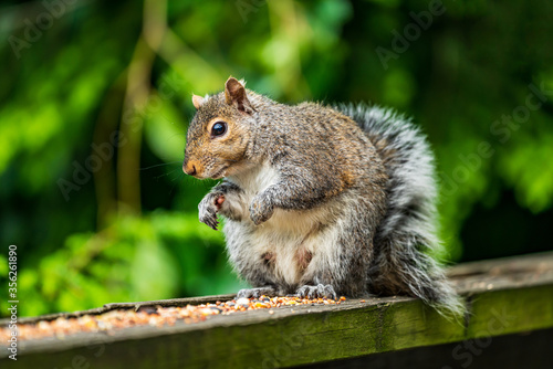 squirrel eating seed
