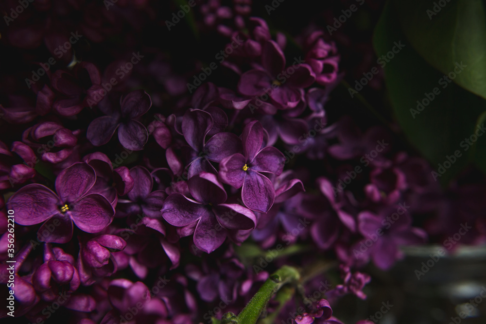 A bouquet of lilacs. Close up. Beautiful violet flowers. Greeting card. Spring flowers. A bouquet of lilacs. Close up. Beautiful violet flowers. Greeting card. Spring flowers.