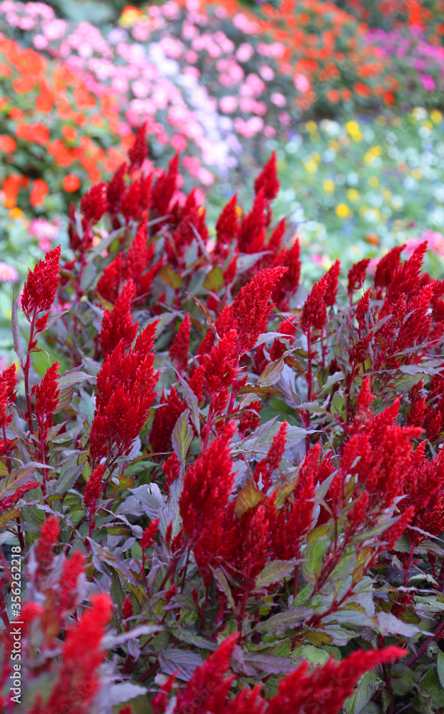 Beautiful red Cockscomb flowers growing on a farm in neat rows Beautiful red Cockscomb flowers growing on a farm in neat rows