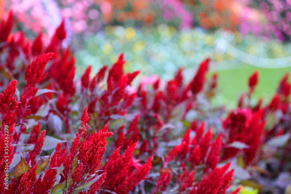 Beautiful red Cockscomb flowers growing on a farm in neat rows Beautiful red Cockscomb flowers growing on a farm in neat rows